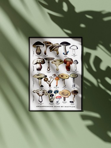 Affiche champignons vintage - affiche,
