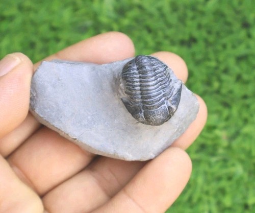 Natural gerastos trilobite - natural,