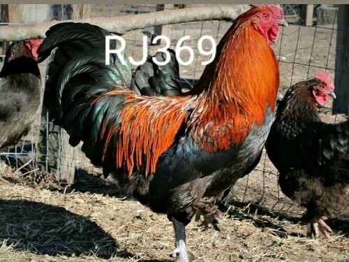French black copper marans - copper,