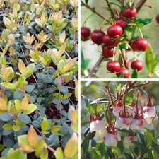 Ugni molinae 'Bella Berry' - Myrte aux fraises du Chili