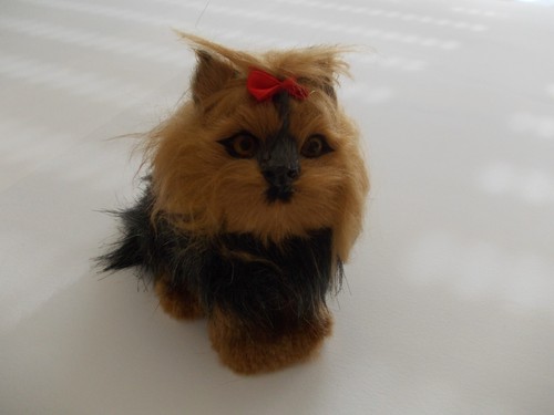 Chien cm - chien,