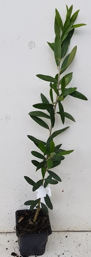 Olea europaea negrette - europaea, 'negrette'