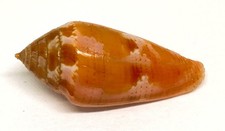 coquillage  Conidae  conus