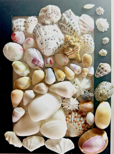 Rare coquille japon - coquille,
