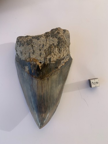 Dent fossile megalodon - de, –