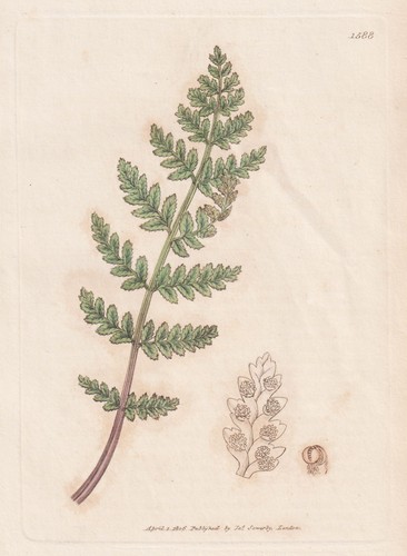 Cyathea dentata ferns - ,
