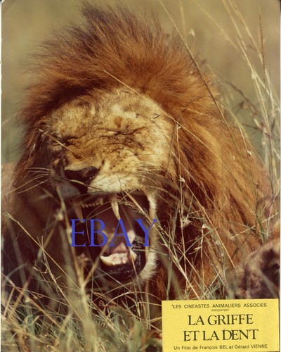 Lion griffe la dent - la,