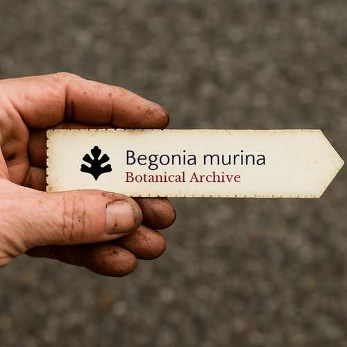 Begonia murina seeds graines - murina,