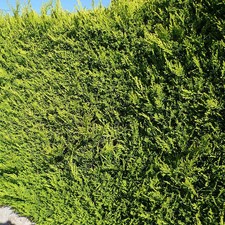 Cupressocyparis leylandii