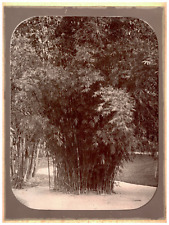 Bresil, Phyllostachys bambusoides holochrysa Vintage print,  Tirage citrat
