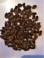 VERS A SOIE LYOPHILISES - NOURRITURE KOI - GROS CICHLIDES - REPTILES