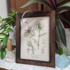 Ancienne lithographie botanique 1882 Allemagne Flora von Deutschland Vol.11...