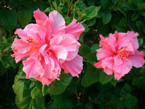 Hibiscus kona - hibiscus,