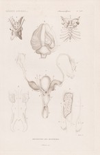 Anatomie Anatomie Organes