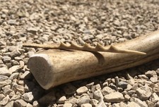 Pointe de sagaie Harpon en bois de cervidé Type Aurignacien