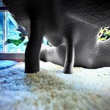 Cachette d'angle fausse racine