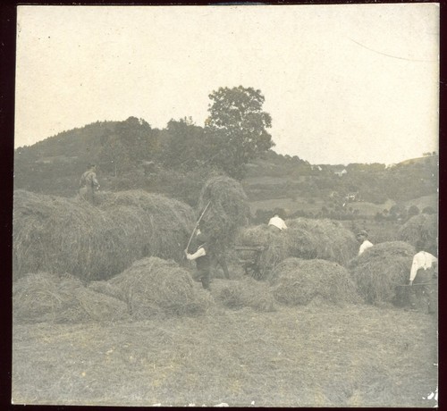 Photo ancienne fenaison - ancienne,