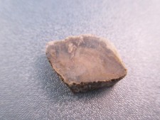 Madagascar Petrified Wood