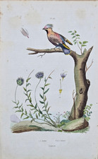 Gravure aquarellée XIXe