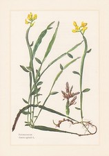 Flügelginster - Genista