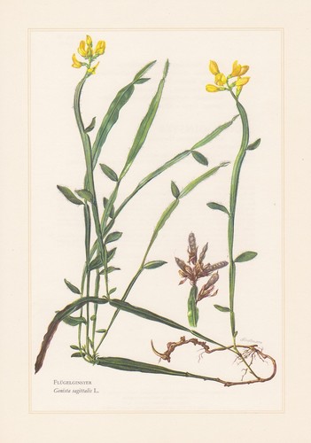 Flügelginster genista - -,