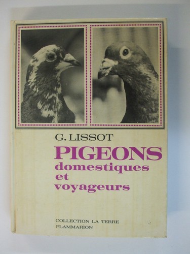 Pigeons domestiques - , et