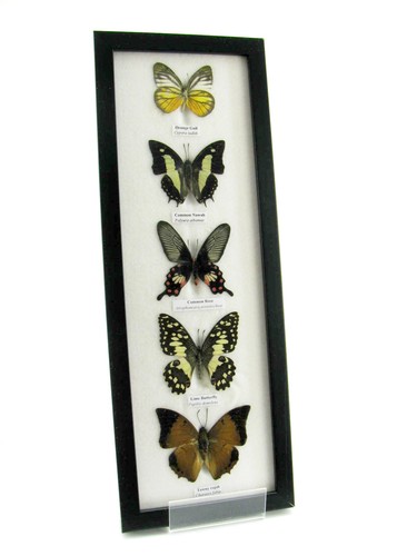 Papillons cadre exotiques - 5,