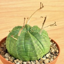 Euphorbia meloformis, pot 10