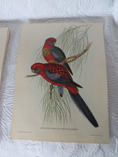 John Gould impression oiseau grande perruche de Pennant