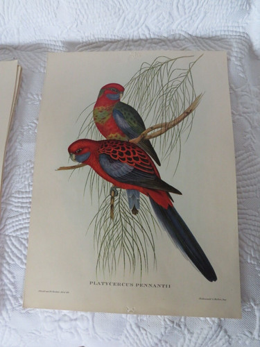 John gould impression oiseau - gould,