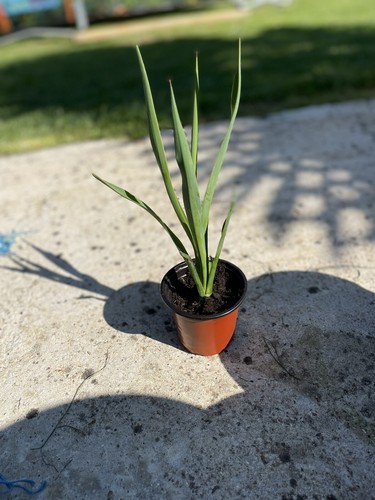 Yucca filamentosa - yucca,