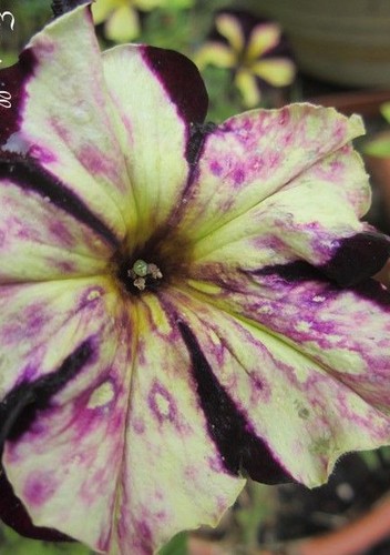 Surfinia pétunia - ♫,