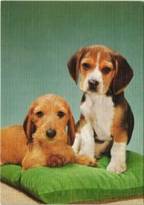 CPA AK Beagle DOG (1178765)