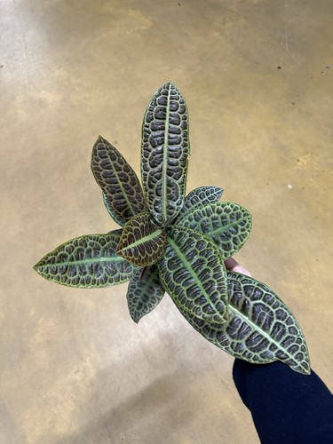Labisia turtle back plants - back, 2