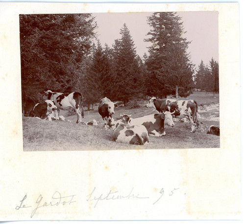 France vaches pré le - vaches, au