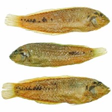 Poisson tropical tête noire