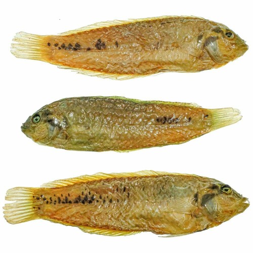 Poisson tropical tête - , noire