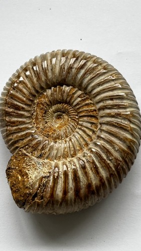 Ammonite type - de,