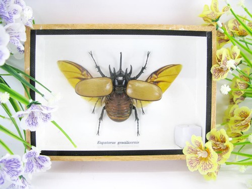 Eupatorus gracilicornis - ,