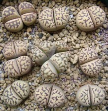 Lithops dorotheae C124 SEEDS -