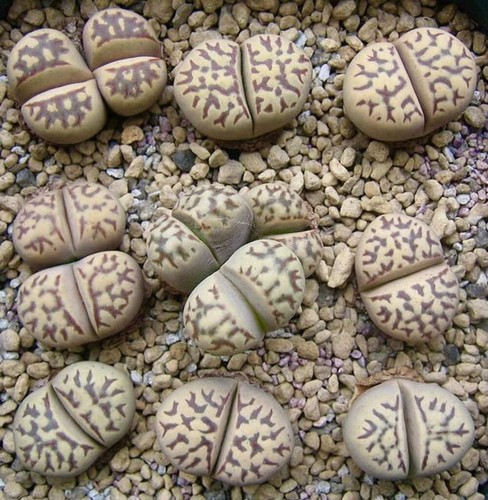 Lithops dorotheae c124 seeds - dorotheae,