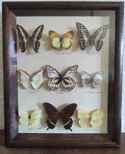 Entomologie 6 papillons sous vitrine vintage