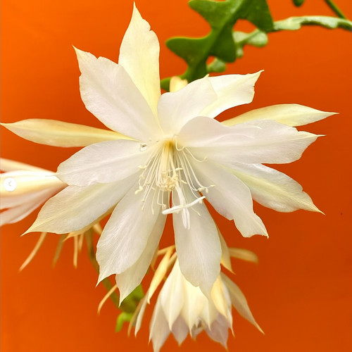 Epiphyllum anguliger seeds - epiphyllum, 10