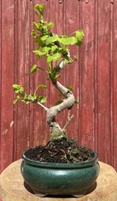BONSAÏ GINKGO BILOBA 10 ANS