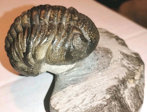 Pedinopariops vegabundus large - vegabundus,