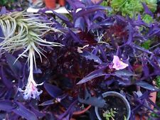 lot=2tiges de tillandsia a suspendre  intérieur  extérieur avec rejetons futurs