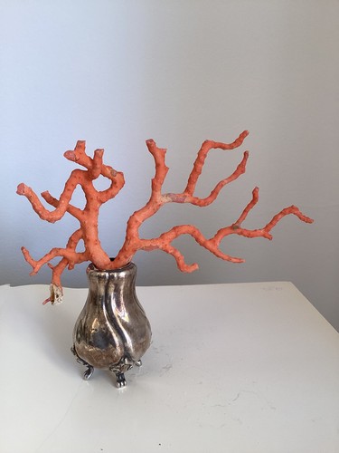 Grosse branche corail de - de,