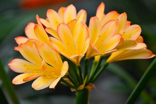 Clivia miniata african - clivia, pastels