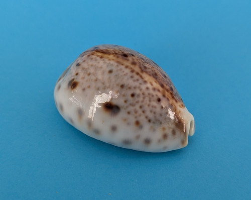 Cypraea lynx - , 39,5