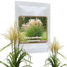 Géant Miscanthus Sinensis ca.100 Graines - Plume Argent - Résistente au Froid
